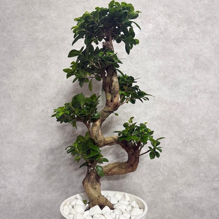 現品 一点もの 観葉植物 ガジュマル 昇り竜 曲がり 8号鉢 高さ約80cm