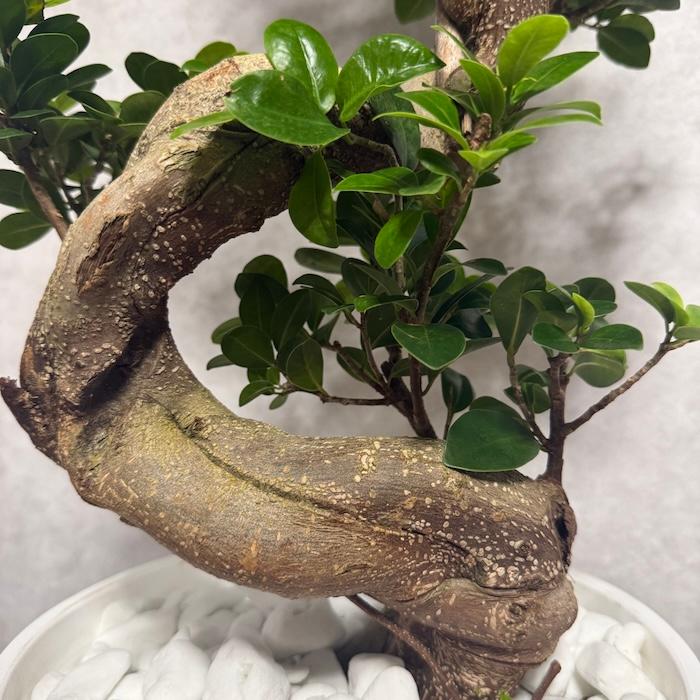 現品 一点もの 観葉植物 ガジュマル 昇り竜 曲がり 8号鉢 高さ約80cm