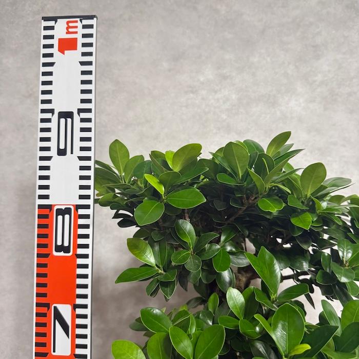 現品 一点もの 観葉植物 ガジュマル 昇り竜 曲がり 8号鉢 高さ約85cm