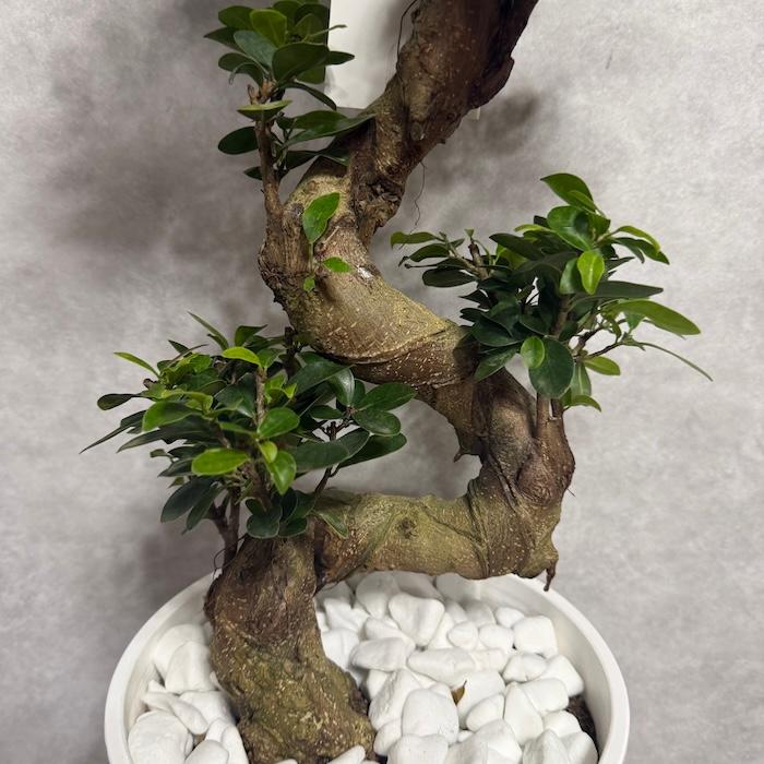 現品 一点もの 観葉植物 ガジュマル 昇り竜 曲がり 8号鉢 高さ約80cm