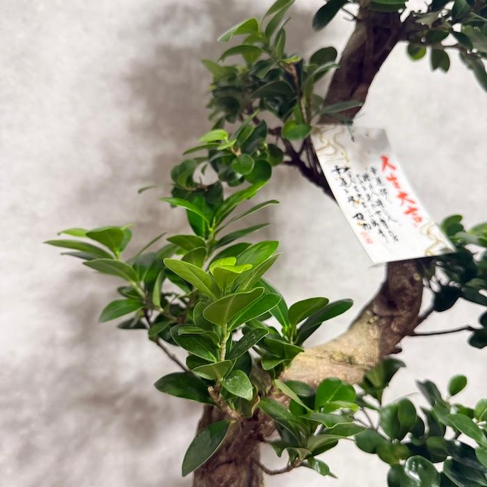 現品 一点もの 観葉植物 ガジュマル 昇り竜 曲がり 8号鉢 高さ約80cm