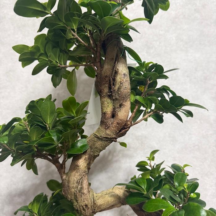 現品 一点もの 観葉植物 ガジュマル 昇り竜 曲がり 8号鉢 高さ約80cm