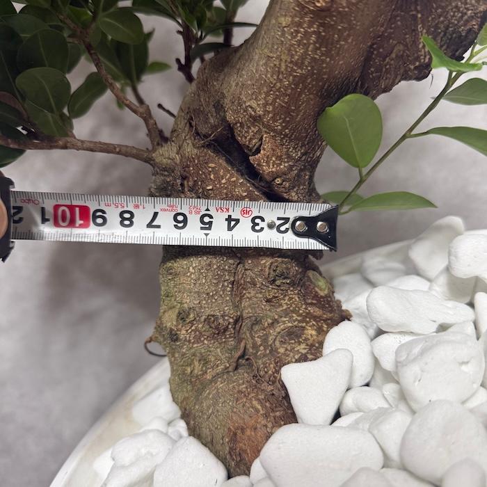 現品 一点もの 観葉植物 ガジュマル 昇り竜 曲がり 8号鉢 高さ約80cm