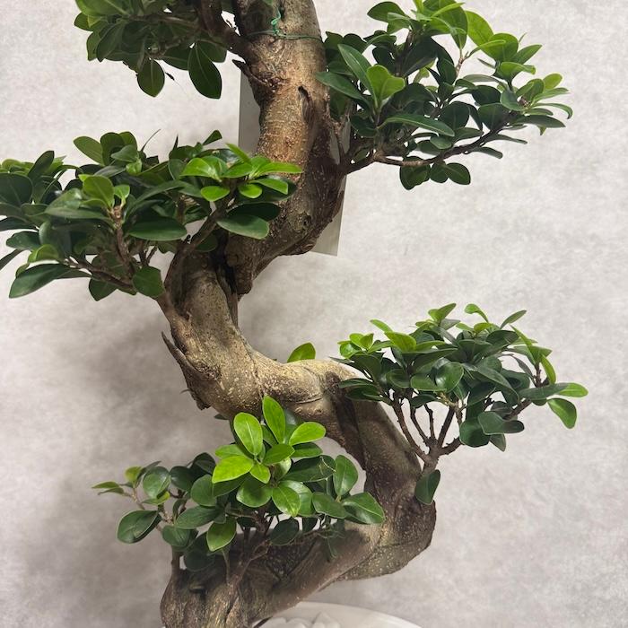 現品 一点もの 観葉植物 ガジュマル 昇り竜 曲がり 8号鉢 高さ約80cm