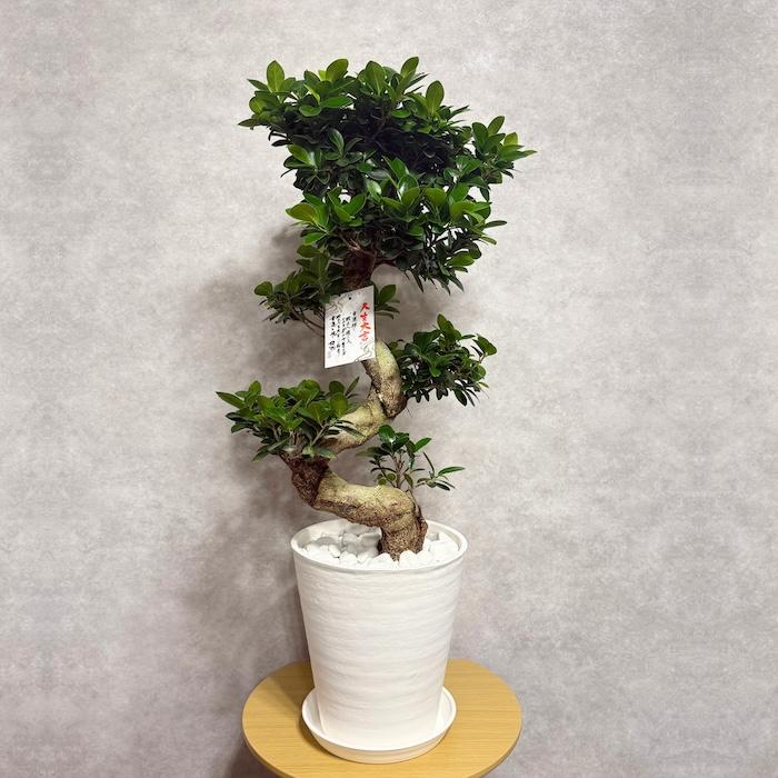現品 一点もの 観葉植物 ガジュマル 昇り竜 曲がり 8号鉢 高さ約85cm