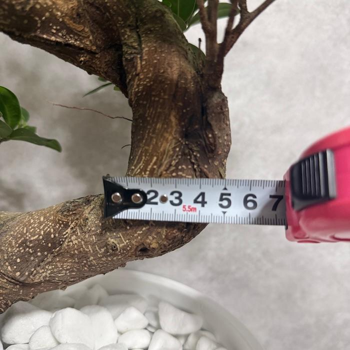 現品 一点もの 観葉植物 ガジュマル 昇り竜 曲がり 8号鉢 高さ約80cm