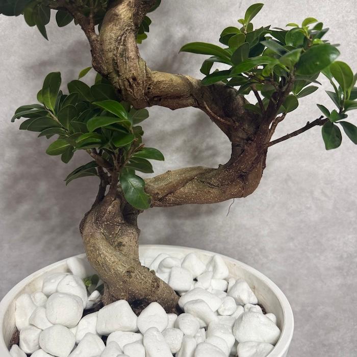 現品 一点もの 観葉植物 ガジュマル 昇り竜 曲がり 8号鉢 高さ約80cm