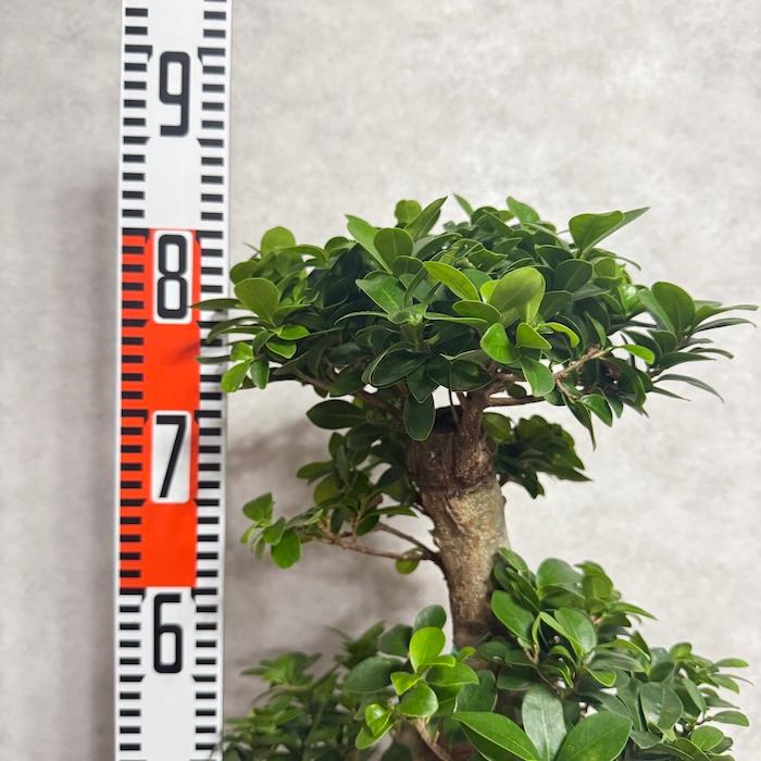 現品 一点もの 観葉植物 ガジュマル 昇り竜 曲がり 8号鉢 高さ約80cm