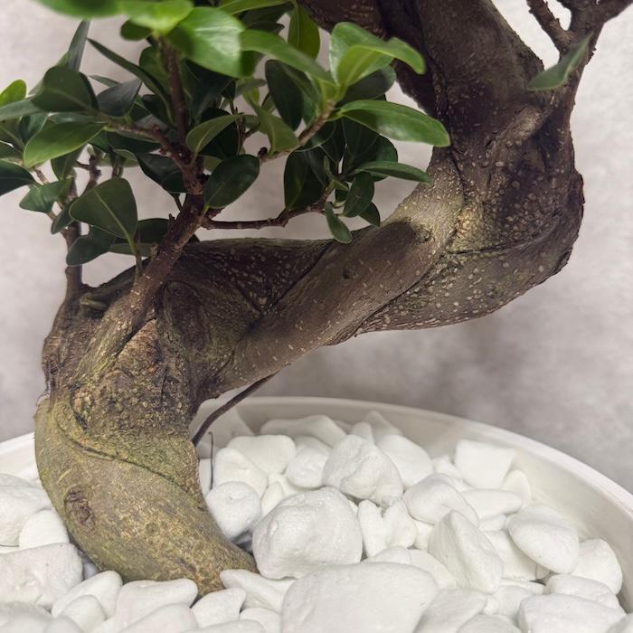 現品 一点もの 観葉植物 ガジュマル 昇り竜 曲がり 8号鉢 高さ約80cm