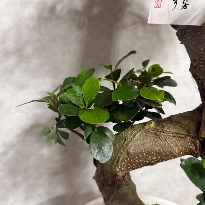 現品 一点もの 観葉植物 ガジュマル 昇り竜 曲がり 8号鉢 高さ約80cm