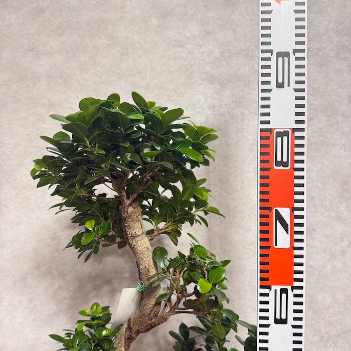 現品 一点もの 観葉植物 ガジュマル 昇り竜 曲がり 8号鉢 高さ約80cm