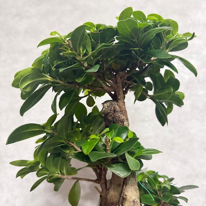 現品 一点もの 観葉植物 ガジュマル 昇り竜 曲がり 8号鉢 高さ約80cm