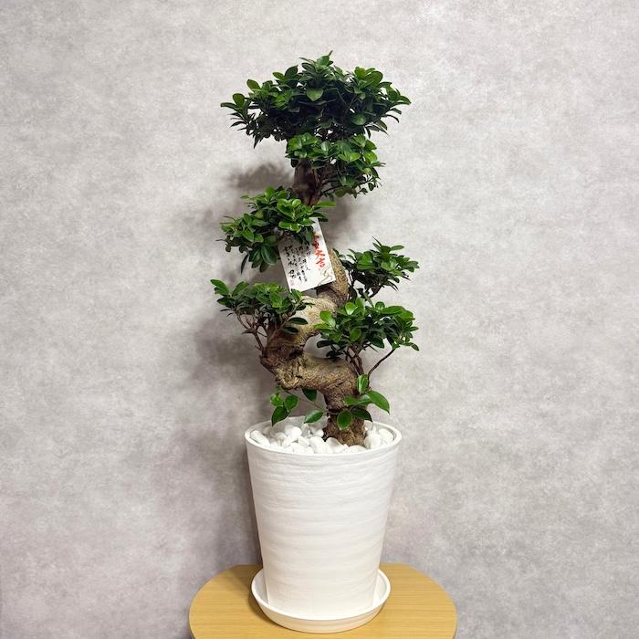 現品 一点もの 観葉植物 ガジュマル 昇り竜 曲がり 8号鉢 高さ約80cm