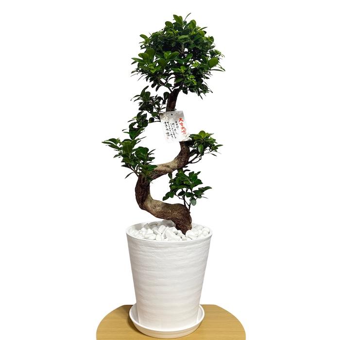 ガジュマル　盆栽仕立て　昇り龍　曲がり　８号鉢 現品 一点もの 観葉植物 ガジュマル 昇り竜 曲がり 8号鉢 高さ約80cm