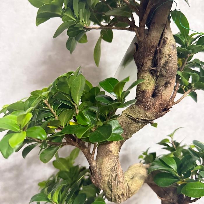 【現品】根上り 昇り龍 曲がりガジュマル 幸運を招く木８号 現品 一点もの 観葉植物 ガジュマル 昇り竜 曲がり 8号鉢 高さ約80cm