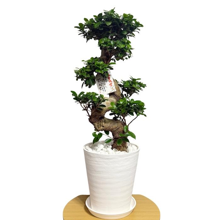 現品 一点もの 観葉植物 ガジュマル 昇り竜 曲がり 8号鉢 高さ約80cm