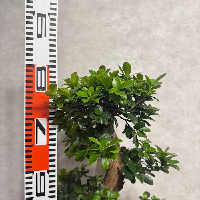 現品 一点もの 観葉植物 ガジュマル 昇り竜 曲がり 8号鉢 高さ約80cm