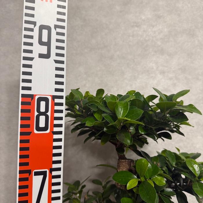 現品 一点もの 観葉植物 ガジュマル 昇り竜 曲がり 8号鉢 高さ約80cm