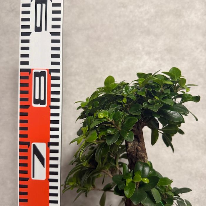 現品 一点もの 観葉植物 ガジュマル 昇り竜 曲がり 8号鉢 高さ約80cm