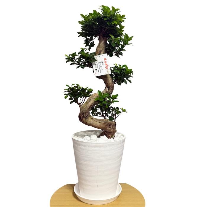 現品 一点もの 観葉植物 ガジュマル 昇り竜 曲がり 8号鉢 高さ約80cm