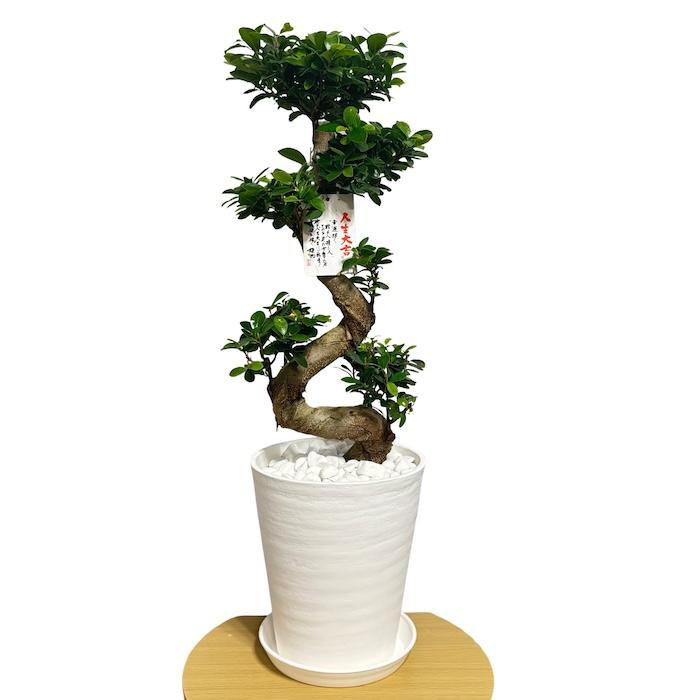 現品 一点もの 観葉植物 ガジュマル 昇り竜 曲がり 8号鉢 高さ約80cm