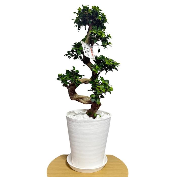 現品 一点もの 観葉植物 ガジュマル 昇り竜 曲がり 8号鉢 高さ約80cm
