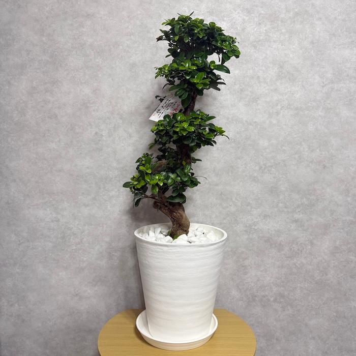 現品 一点もの 観葉植物 ガジュマル 昇り竜 曲がり 8号鉢 高さ約80cm