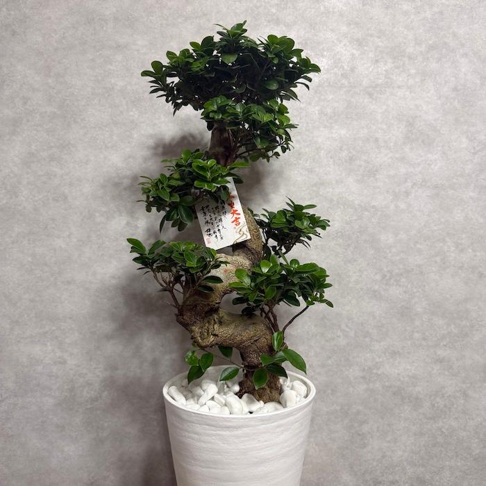現品 一点もの 観葉植物 ガジュマル 昇り竜 曲がり 8号鉢 高さ約80cm