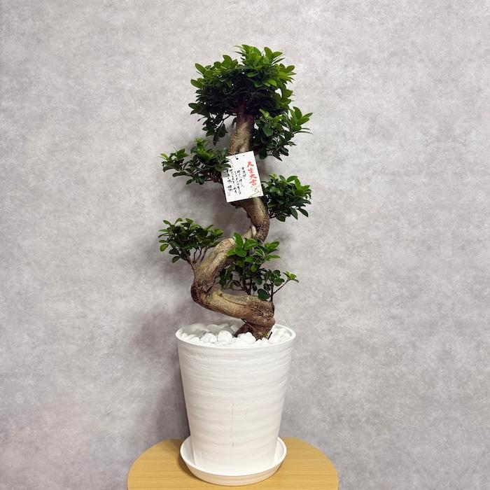 現品 一点もの 観葉植物 ガジュマル 昇り竜 曲がり 8号鉢 高さ約80cm