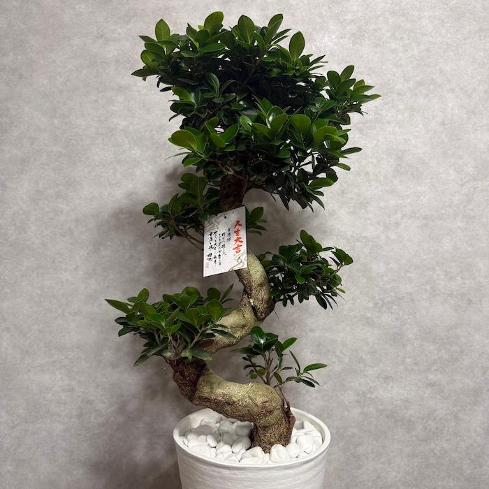 現品 一点もの 観葉植物 ガジュマル 昇り竜 曲がり 8号鉢 高さ約85cm