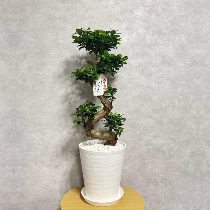 現品 一点もの 観葉植物 ガジュマル 昇り竜 曲がり 8号鉢 高さ約80cm