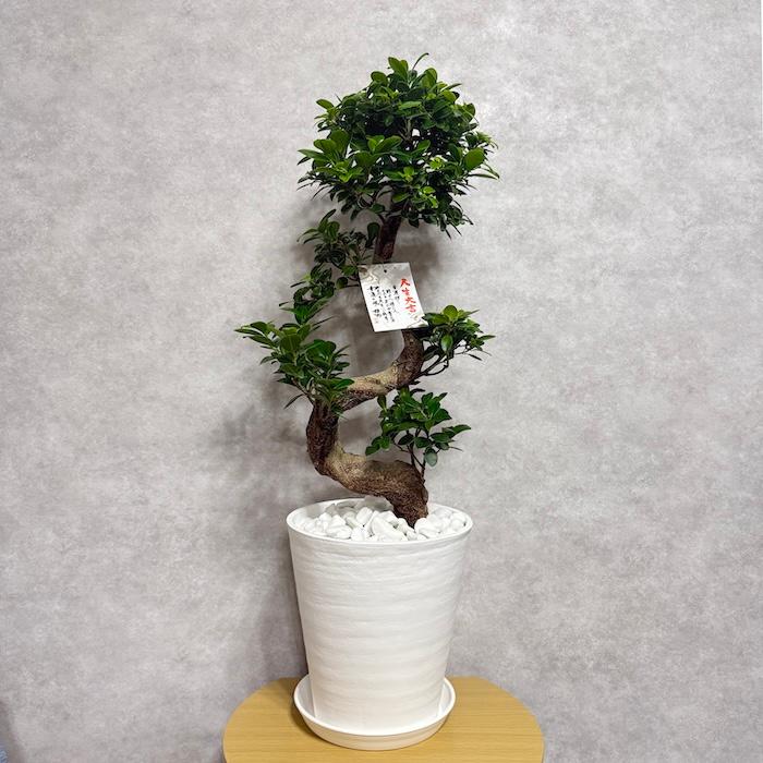 現品 一点もの 観葉植物 ガジュマル 昇り竜 曲がり 8号鉢 高さ約80cm