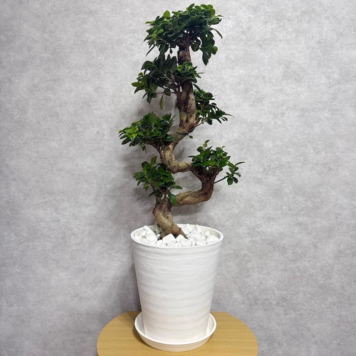現品 一点もの 観葉植物 ガジュマル 昇り竜 曲がり 8号鉢 高さ約80cm