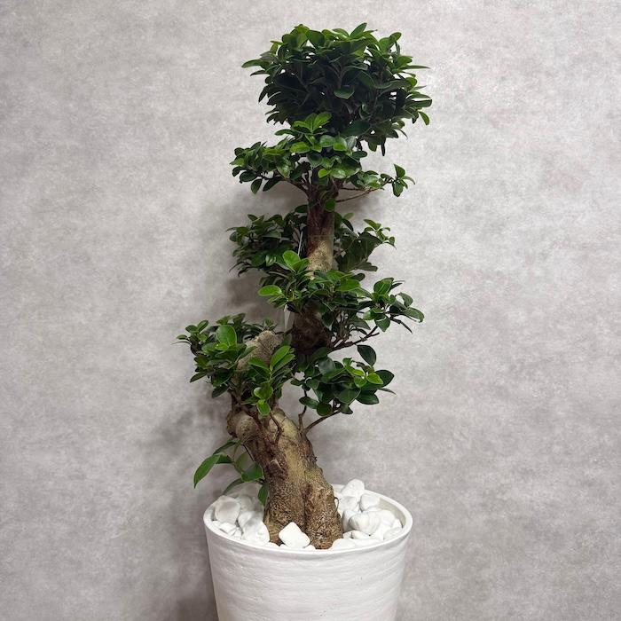 現品 一点もの 観葉植物 ガジュマル 昇り竜 曲がり 8号鉢 高さ約80cm