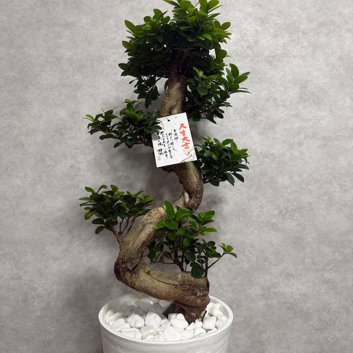 ガジュマル　盆栽仕立て　昇り龍　曲がり　８号鉢 現品 一点もの 観葉植物 ガジュマル 昇り竜 曲がり 8号鉢 高さ約80cm