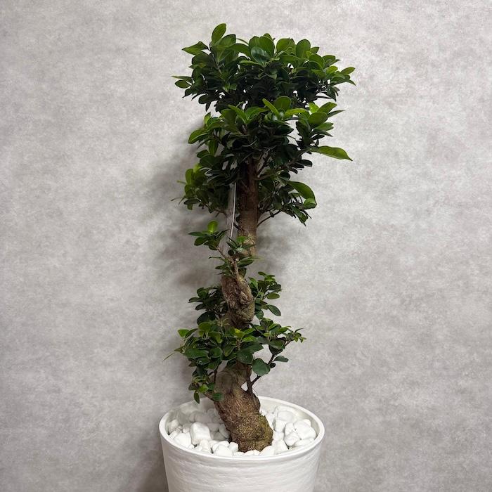 現品 一点もの 観葉植物 ガジュマル 昇り竜 曲がり 8号鉢 高さ約80cm