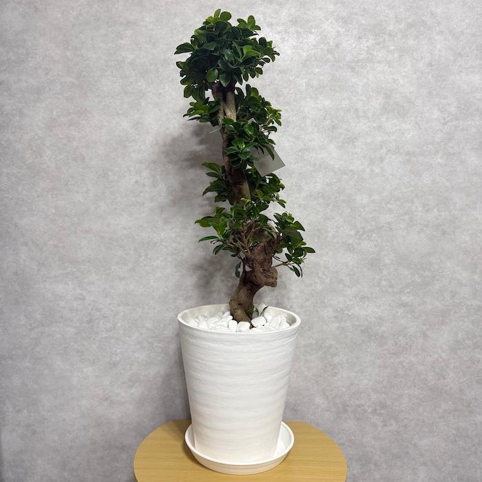 現品 一点もの 観葉植物 ガジュマル 昇り竜 曲がり 8号鉢 高さ約80cm