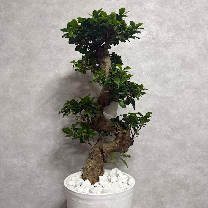 現品 一点もの 観葉植物 ガジュマル 昇り竜 曲がり 8号鉢 高さ約80cm