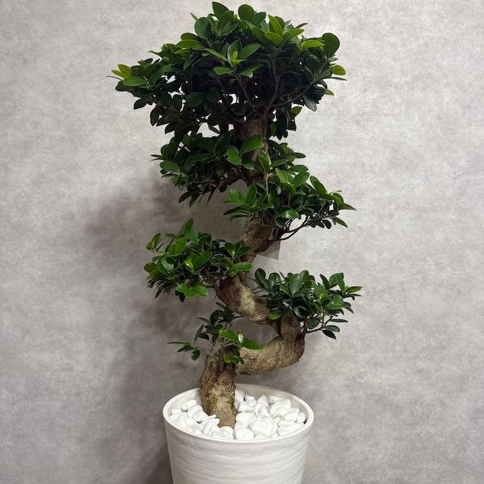 現品 一点もの 観葉植物 ガジュマル 昇り竜 曲がり 8号鉢 高さ約85cm