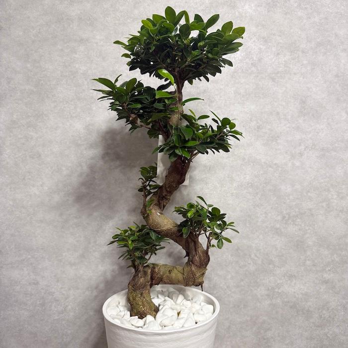 現品 一点もの 観葉植物 ガジュマル 昇り竜 曲がり 8号鉢 高さ約80cm