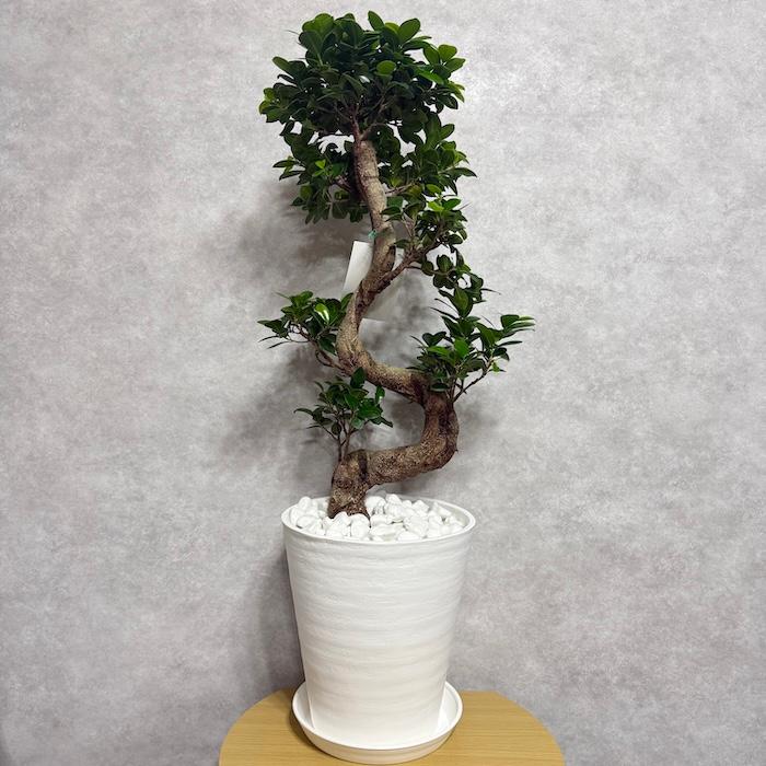 現品 一点もの 観葉植物 ガジュマル 昇り竜 曲がり 8号鉢 高さ約80cm