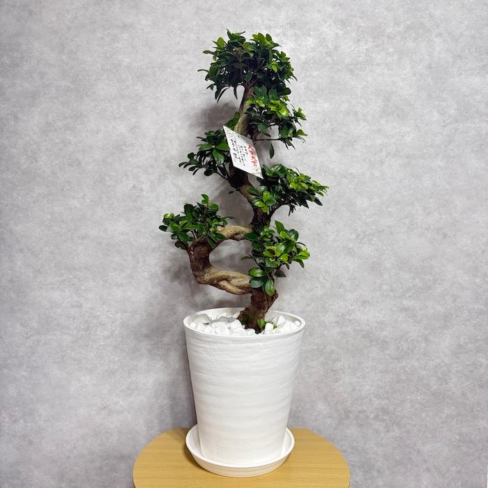 ガジュマル　盆栽仕立て　昇り龍　曲がり　８号鉢 現品 一点もの 観葉植物 ガジュマル 昇り竜 曲がり 8号鉢 高さ約80cm