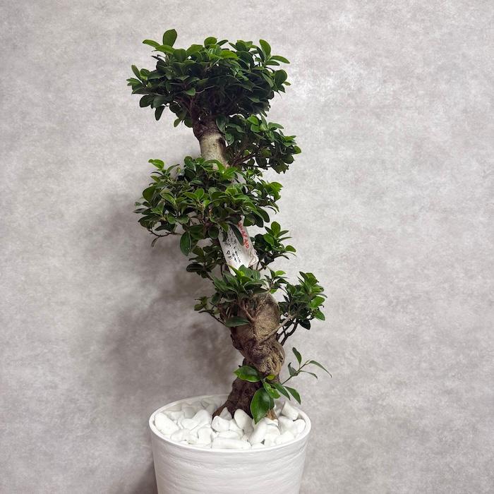 現品 一点もの 観葉植物 ガジュマル 昇り竜 曲がり 8号鉢 高さ約80cm