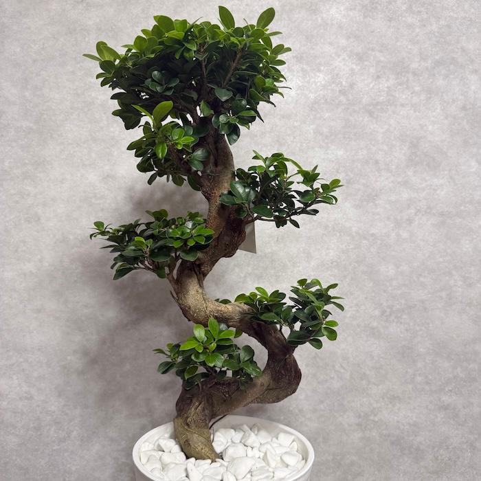 現品 一点もの 観葉植物 ガジュマル 昇り竜 曲がり 8号鉢 高さ約80cm