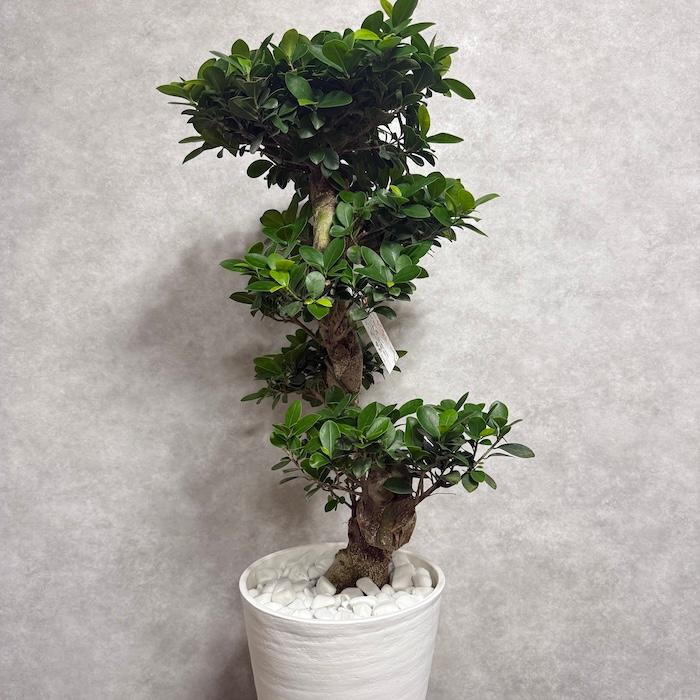 現品 一点もの 観葉植物 ガジュマル 昇り竜 曲がり 8号鉢 高さ約85cm