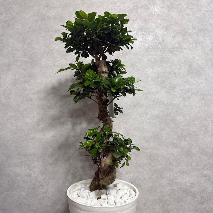 現品 一点もの 観葉植物 ガジュマル 昇り竜 曲がり 8号鉢 高さ約80cm