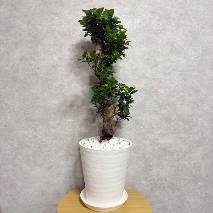 現品 一点もの 観葉植物 ガジュマル 昇り竜 曲がり 8号鉢 高さ約80cm