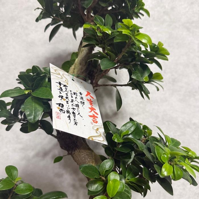 現品 一点もの 観葉植物 ガジュマル 昇り竜 曲がり 8号鉢 高さ約80cm