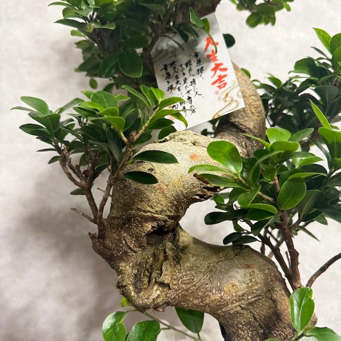 現品 一点もの 観葉植物 ガジュマル 昇り竜 曲がり 8号鉢 高さ約80cm