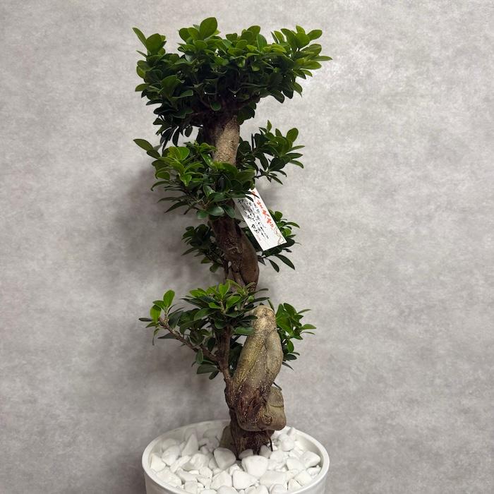 現品 一点もの 観葉植物 ガジュマル 昇り竜 曲がり 8号鉢 高さ約80cm